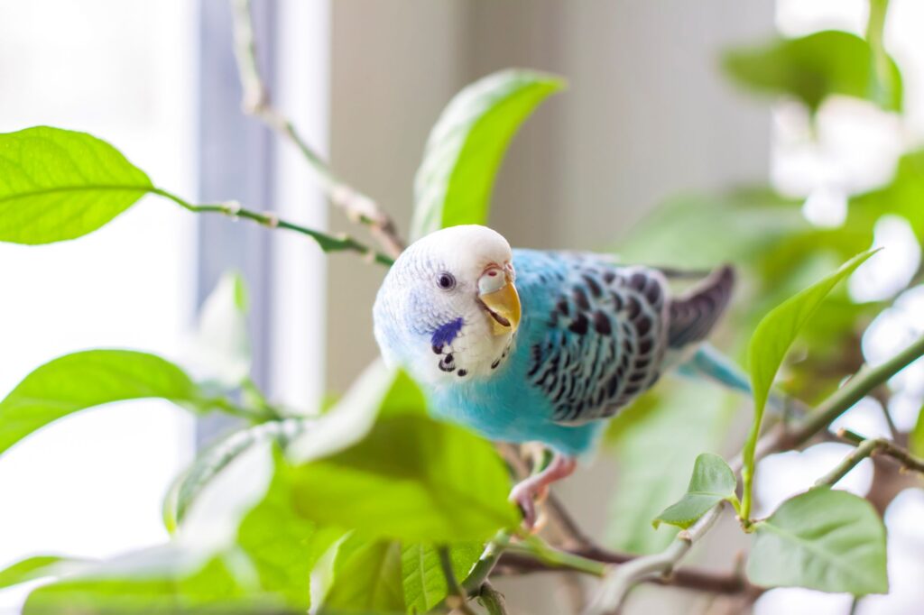 A Blue Budgie inside the house